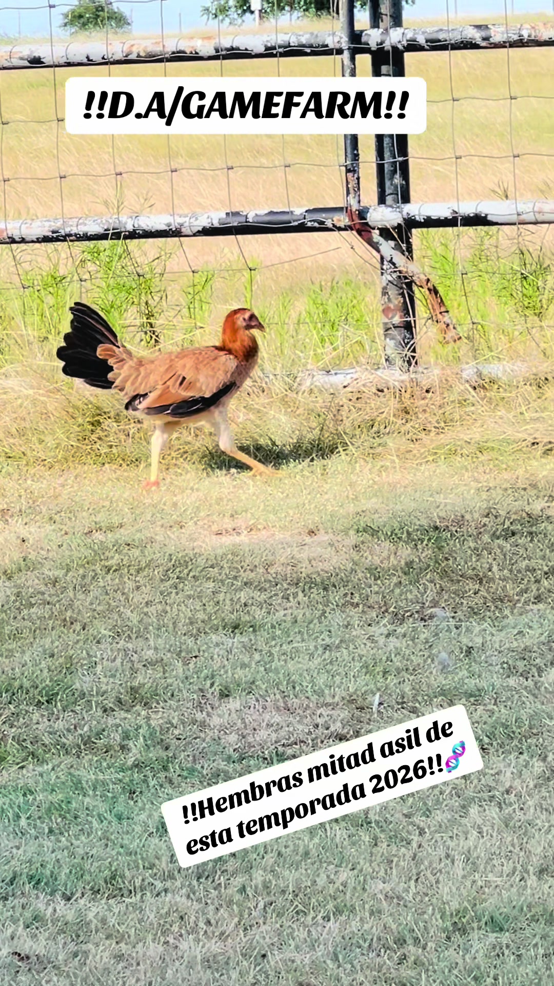 @DAgamefarm