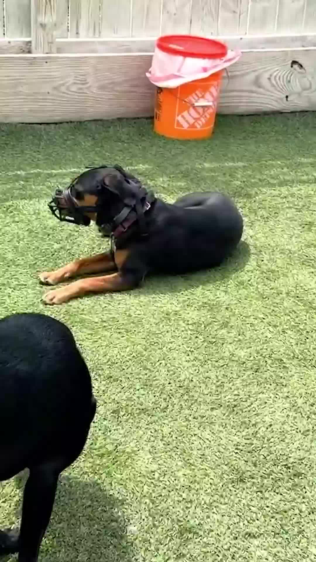 @Miracle K9 Training