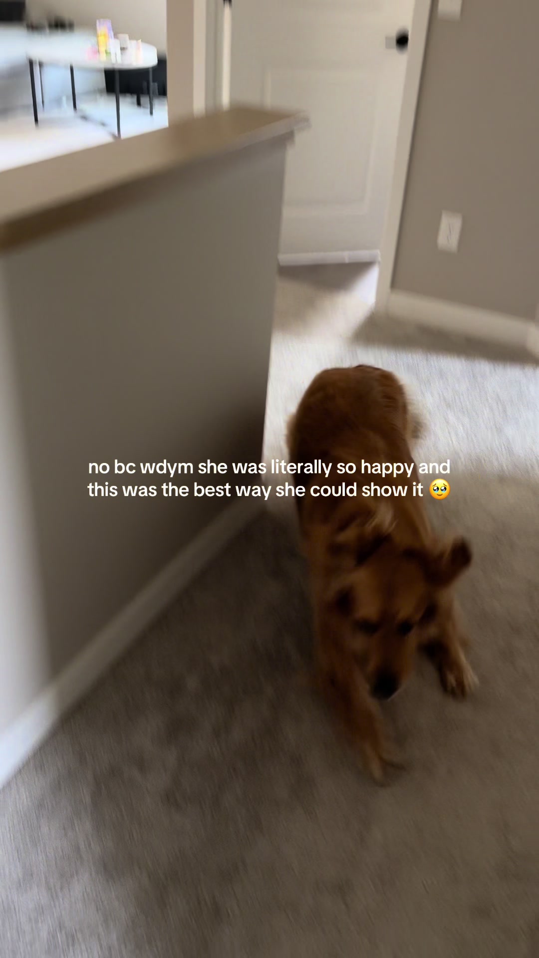 @novathegoldenn