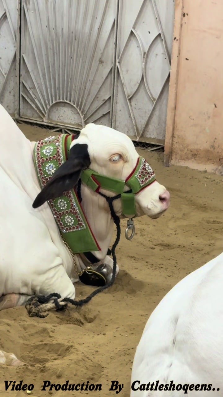 @cow lover😍
