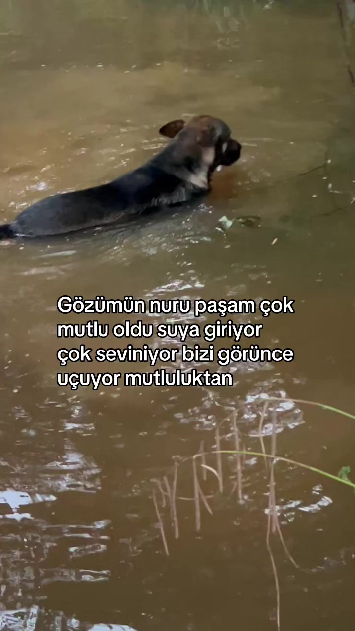 @Gönül Özcanlı