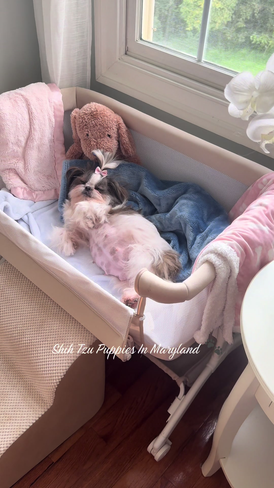 @Shih Tzu Puppies in Maryland