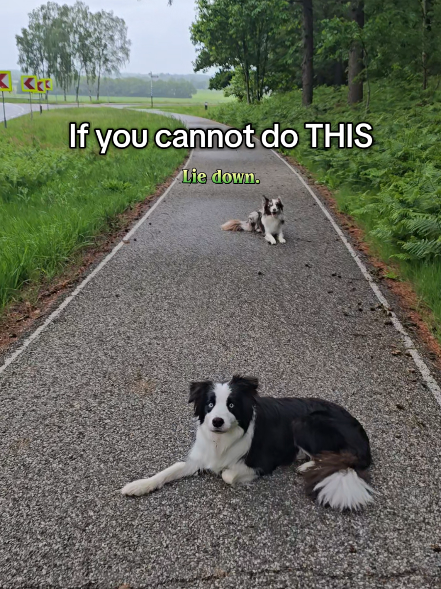 @Sup.Collies🧡💙