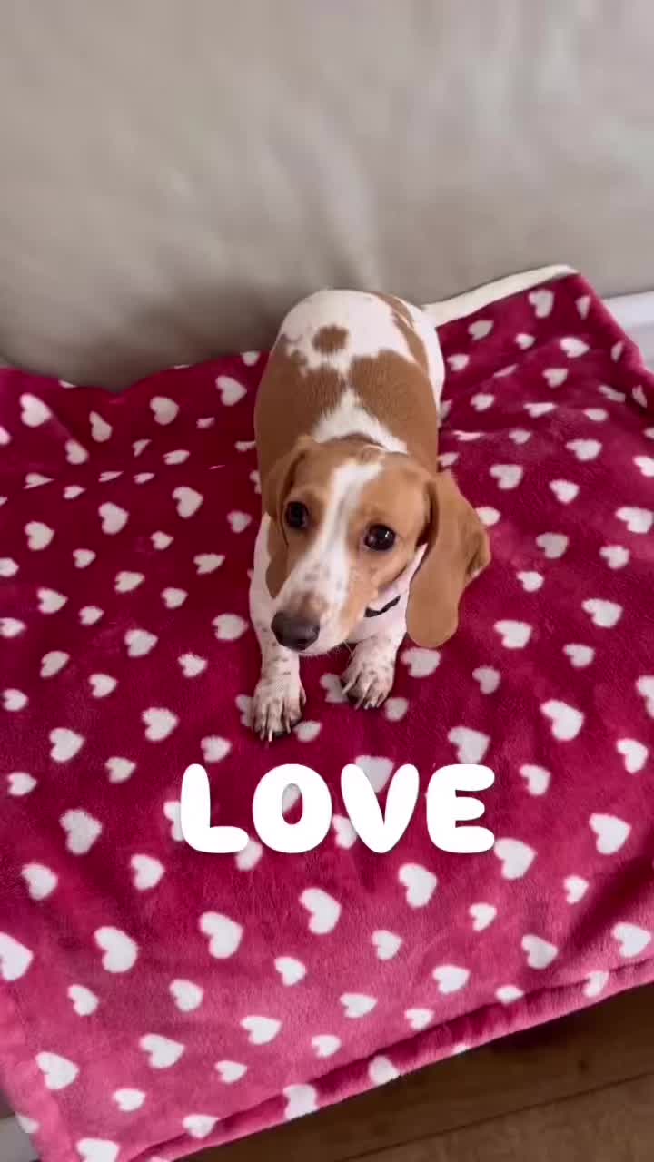 @Mileythedackel