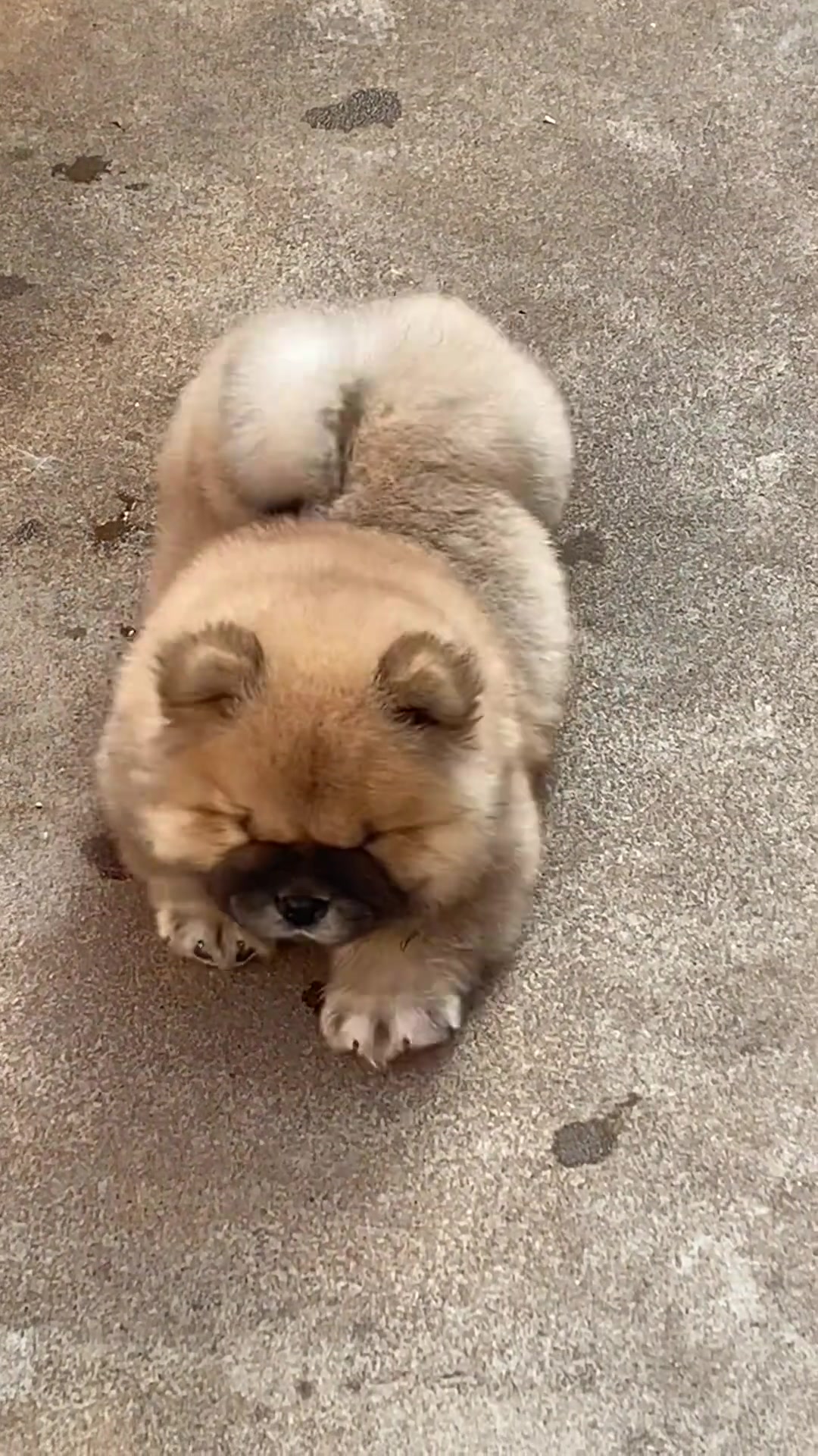 @MeowWoofMoments