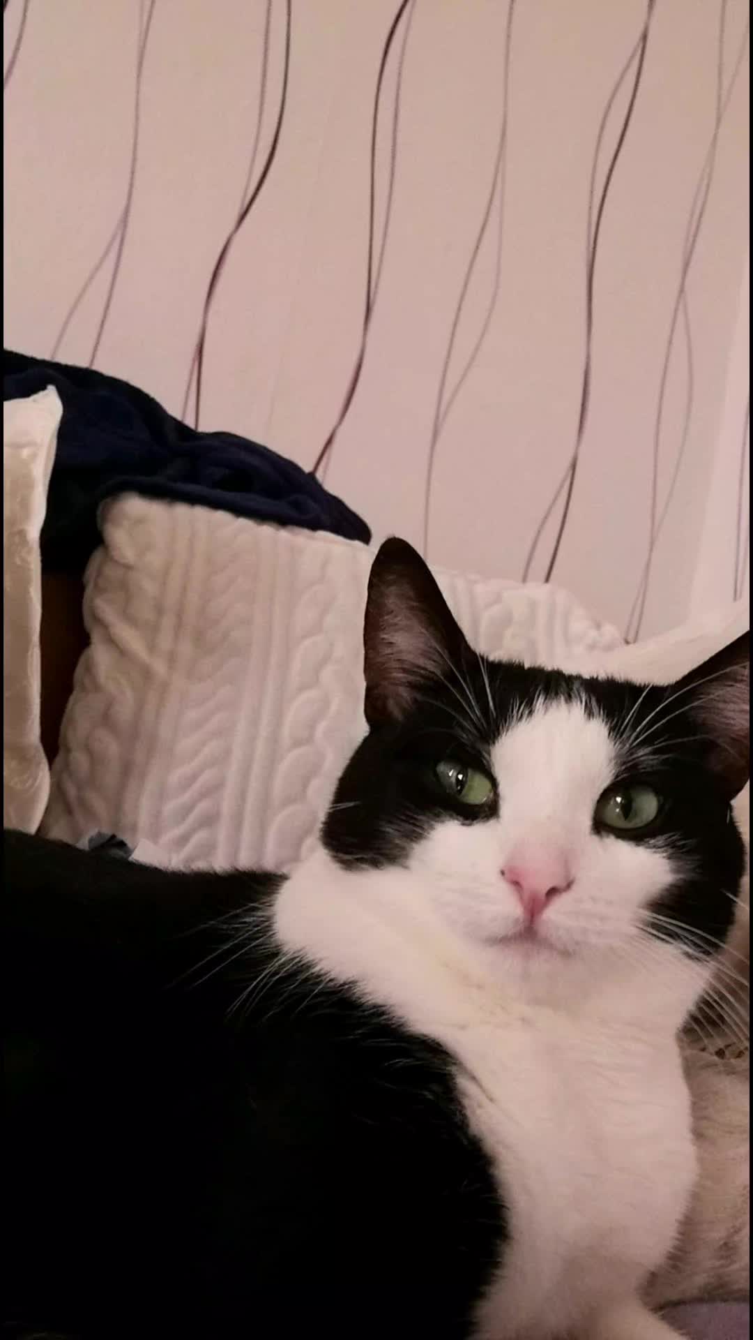 @Badcat _DHC🦁🦁