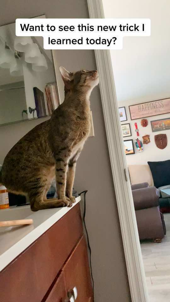 @Atlas the Cat