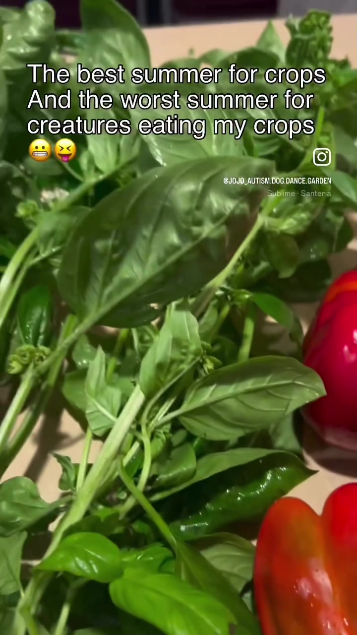 @jojo&hearts;️autism💚garden💙dogmom