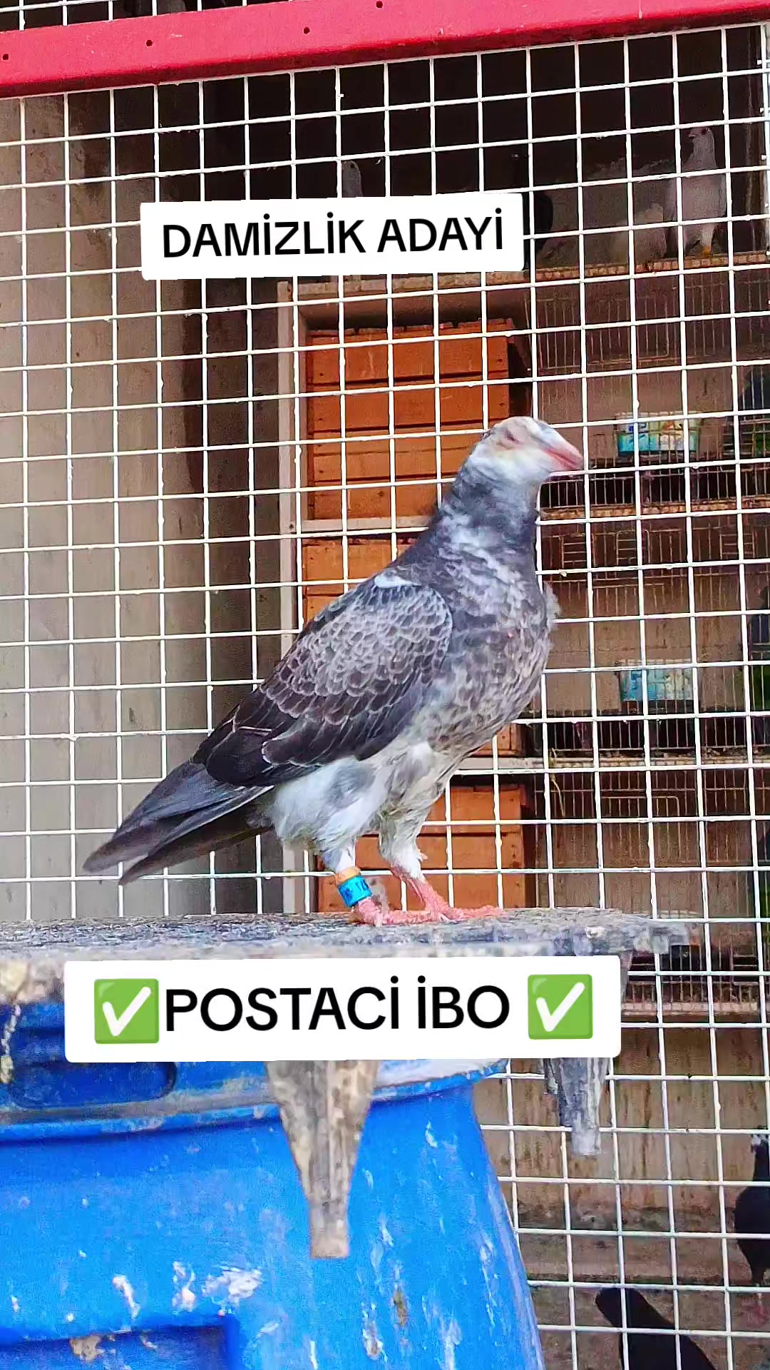 @🦜🦜POSTACI İBO TEKİN 🦜🦜