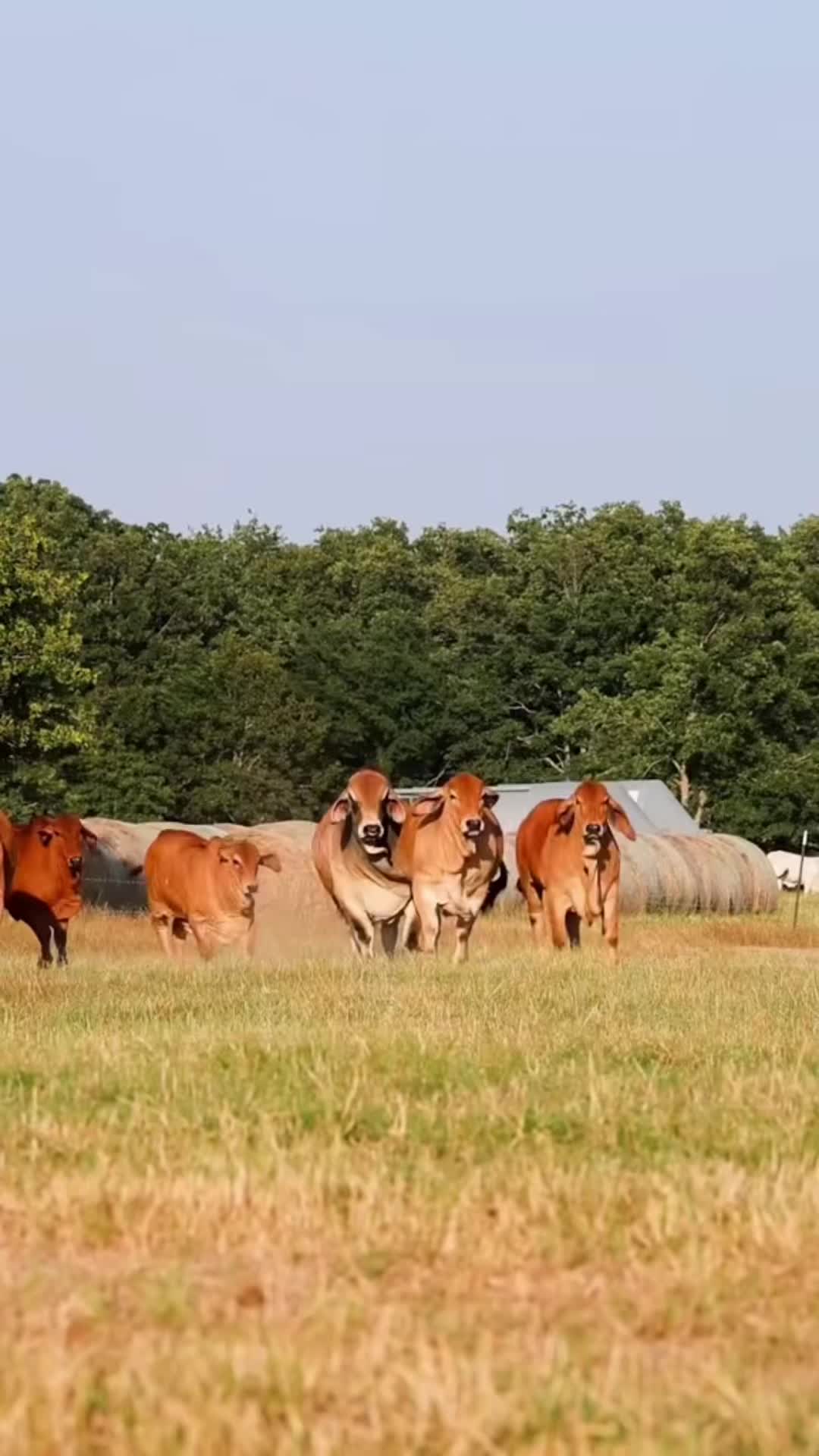 @The V6 Ranch