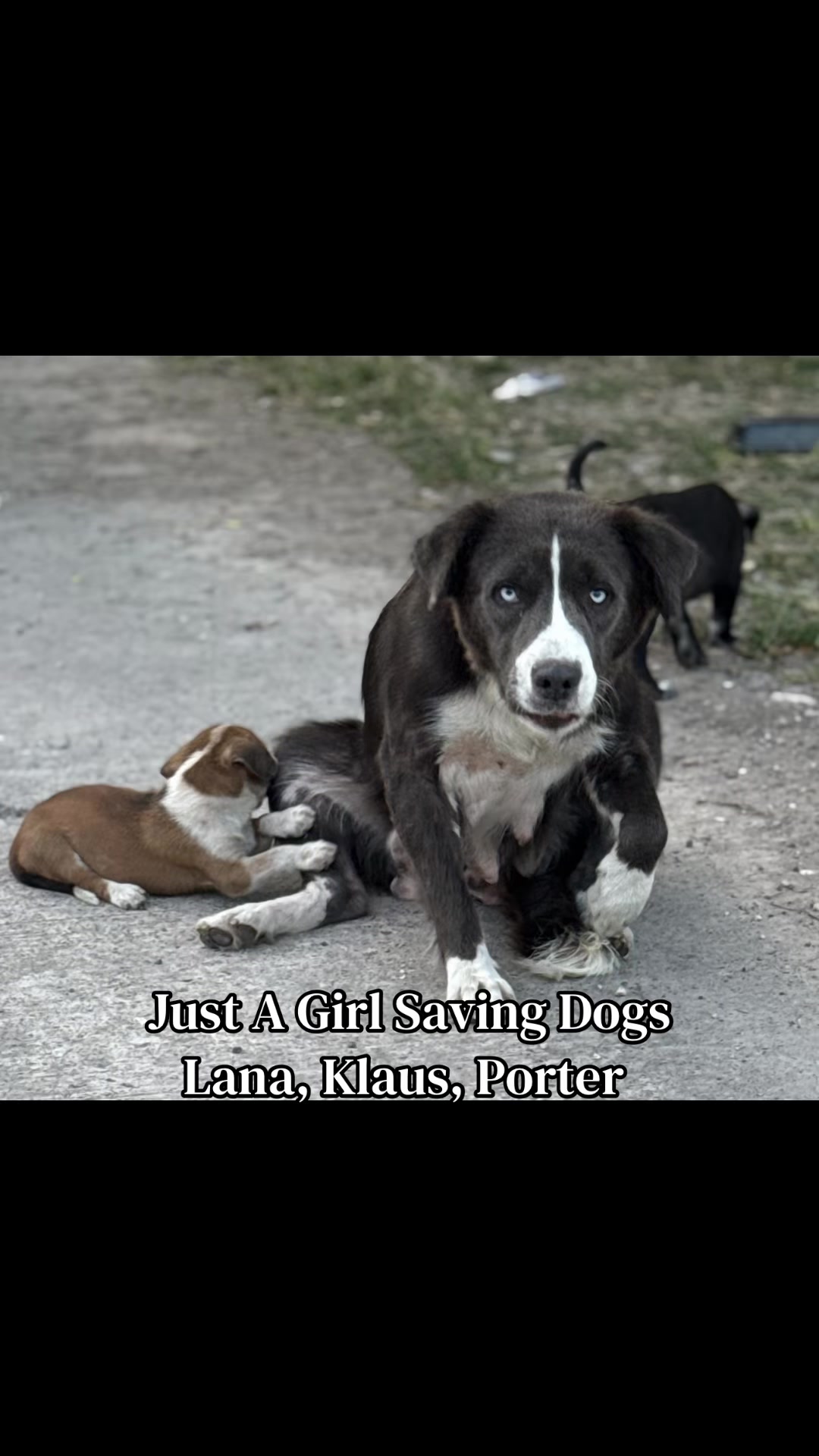 @Just A Girl Saving Dogs