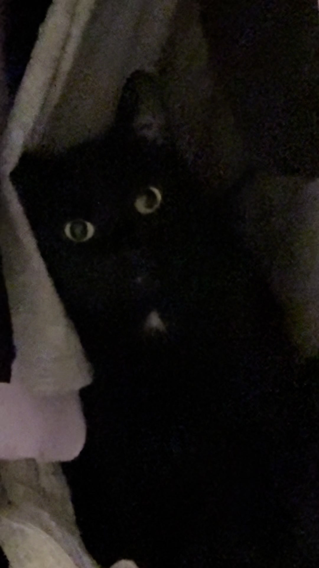 @ElaineTheCat