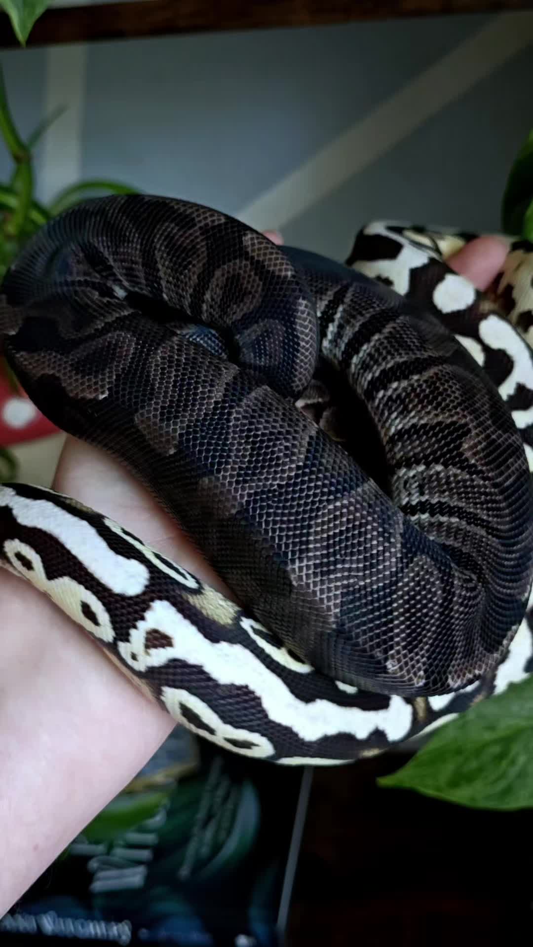 @MoonlitMorphs