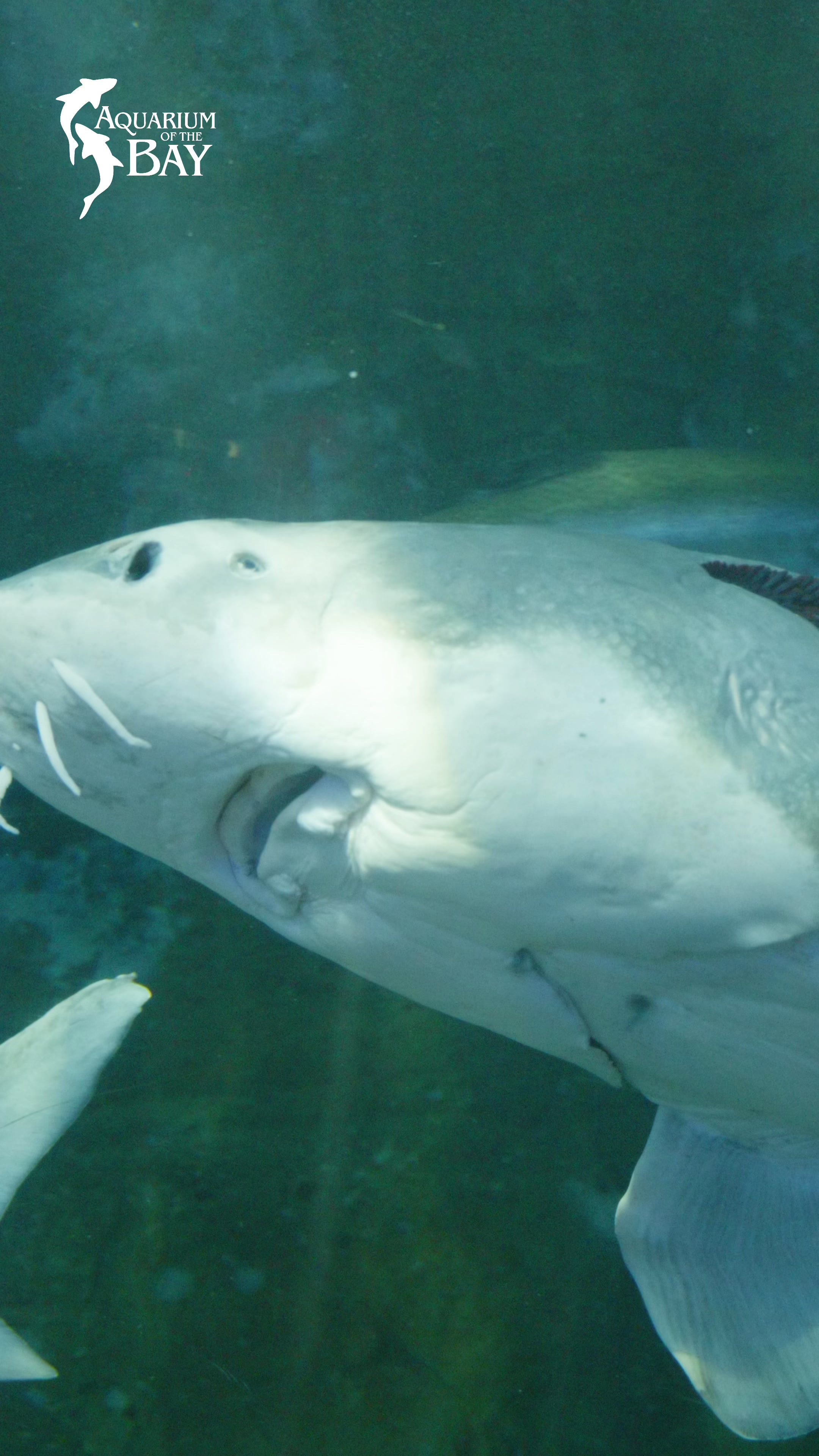 @Aquarium of the Bay