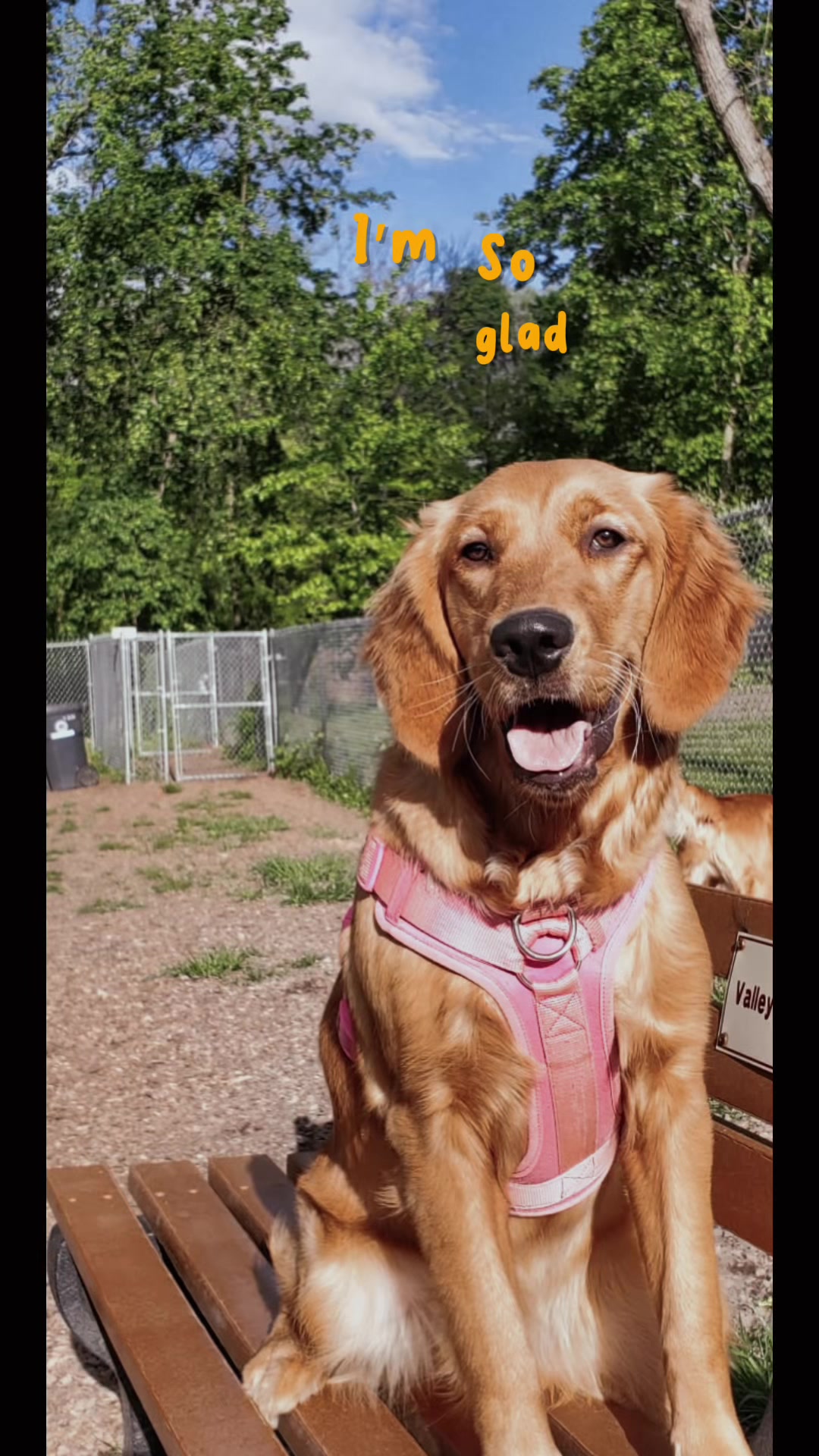@Los golden Retriever