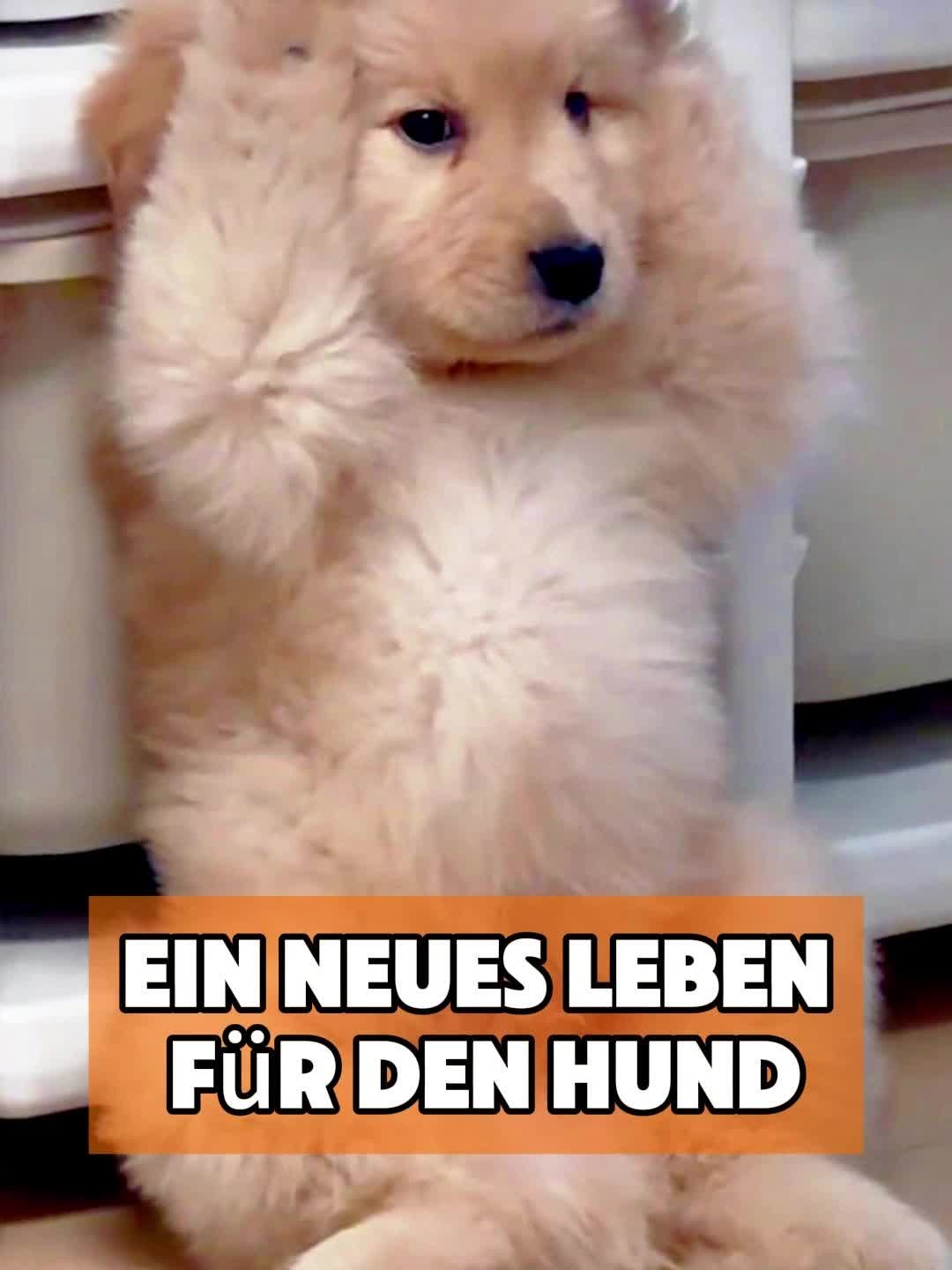 @toto_tier