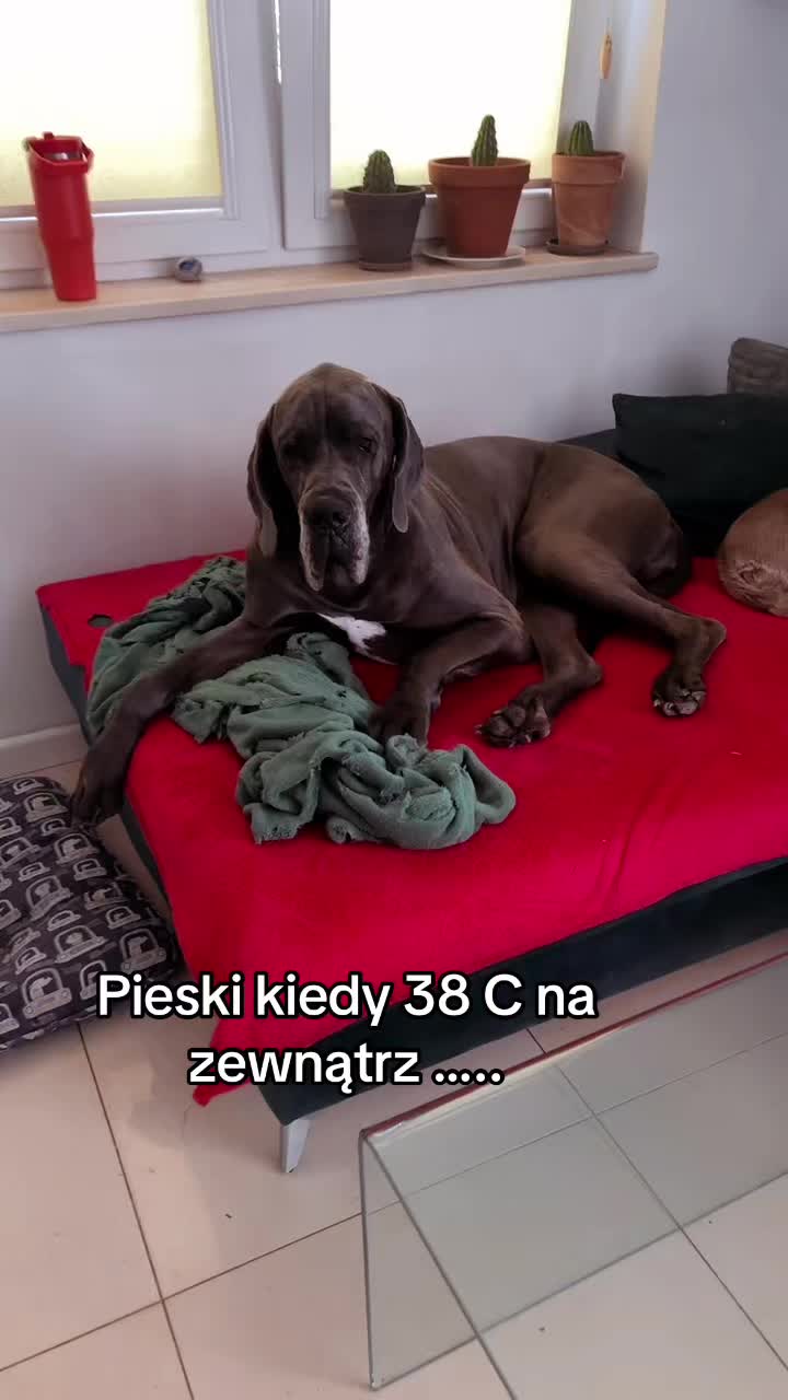 @It&rsquo;s a dog