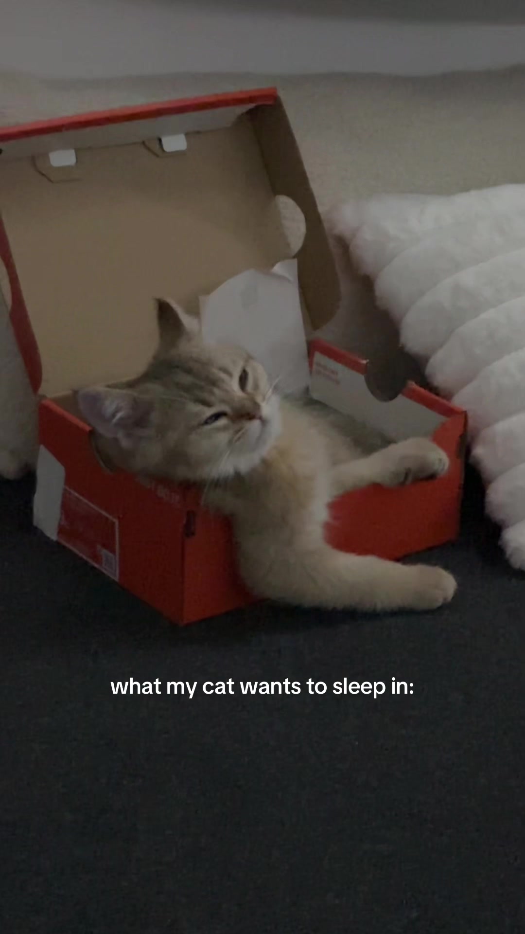 @😽