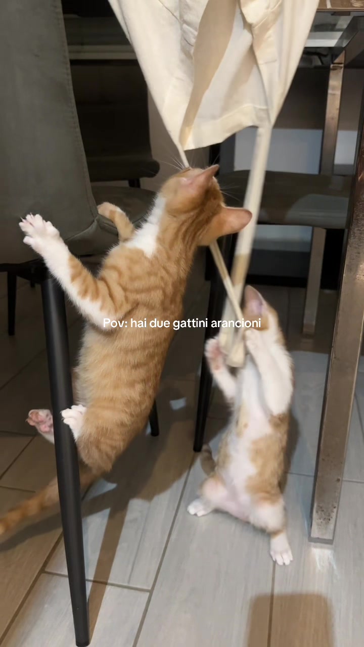 @𝒜𝓁𝑒𝓈𝓈𝒾𝒶