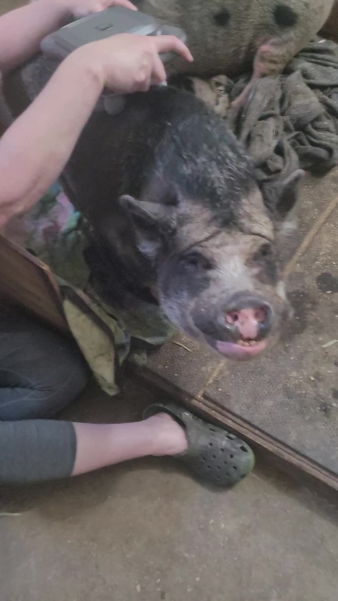@Christy @ Poppy's Pigtopia🐷🐴