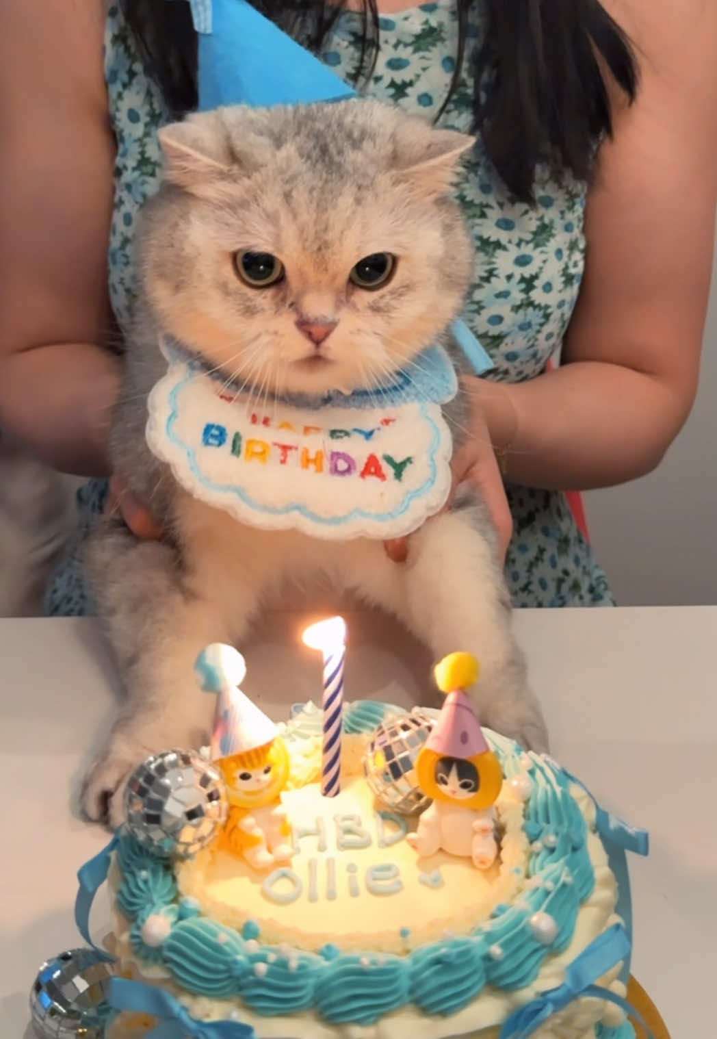@Ollie the Cat