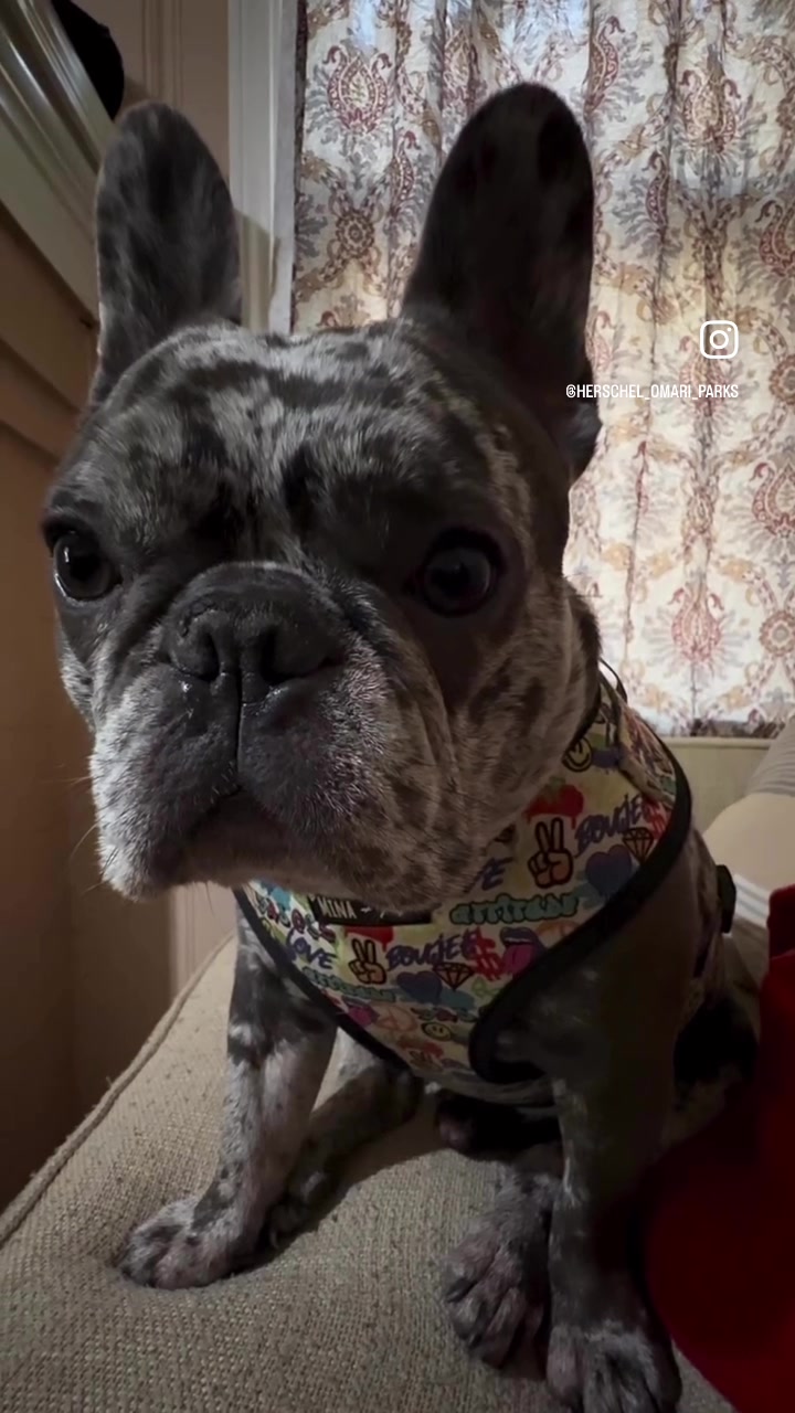 @Fly Lil Frenchie From OKC