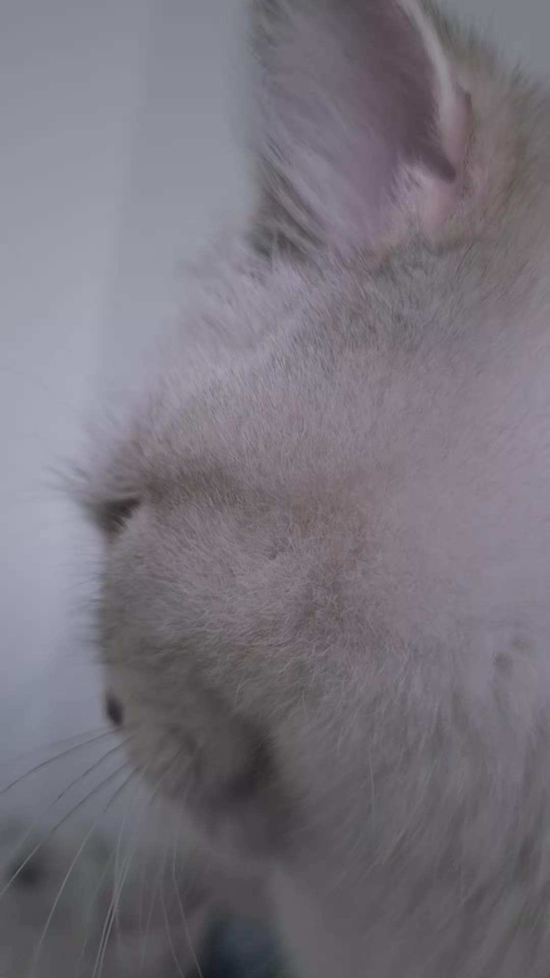 @😽