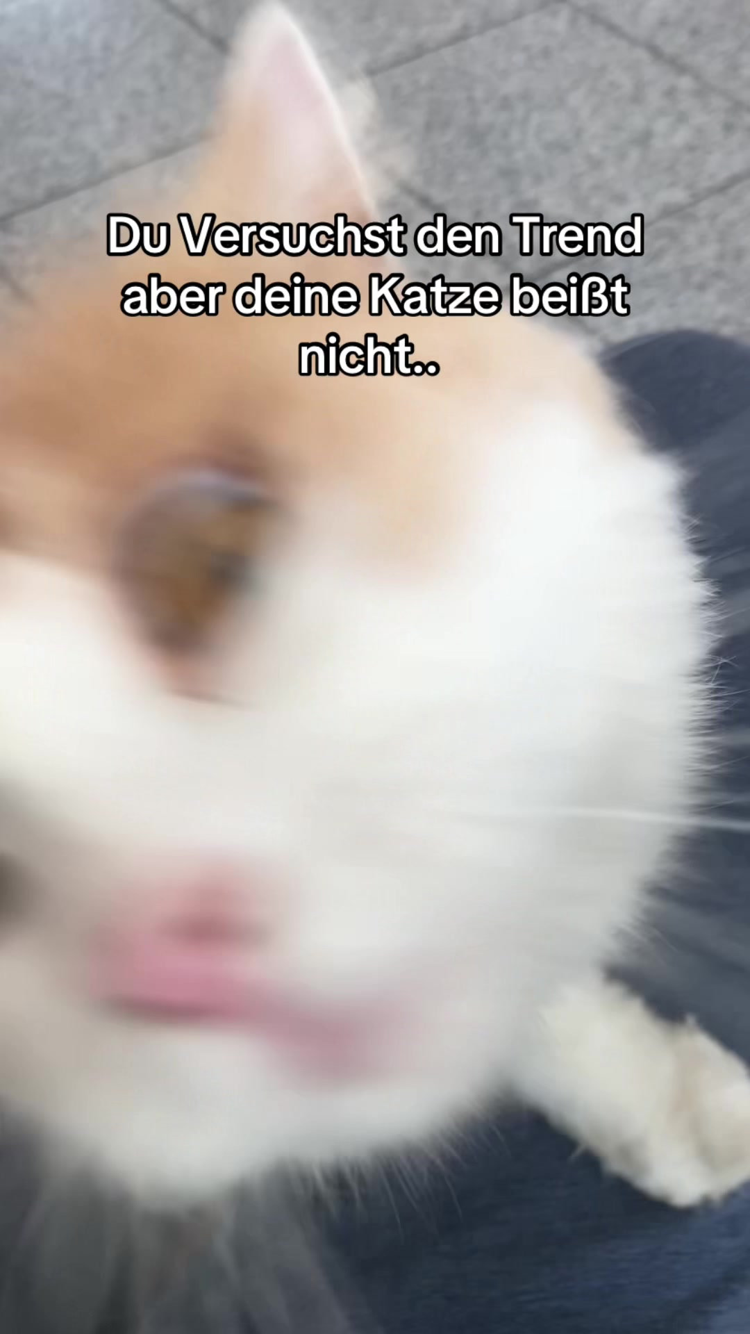 @POVs mit Rambo&Mausi