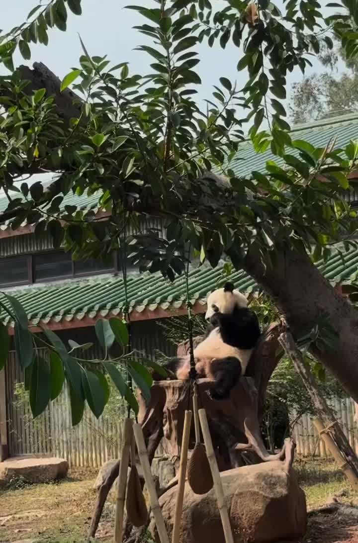 @ipanda0
