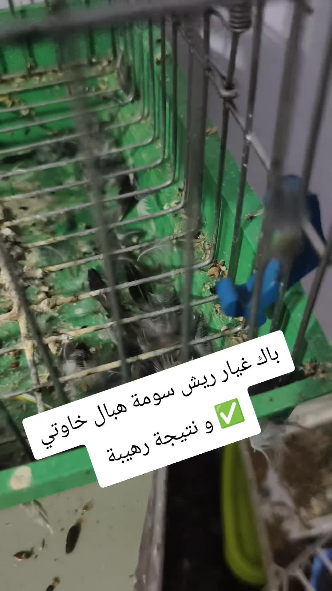 @King Mohamed 🐦