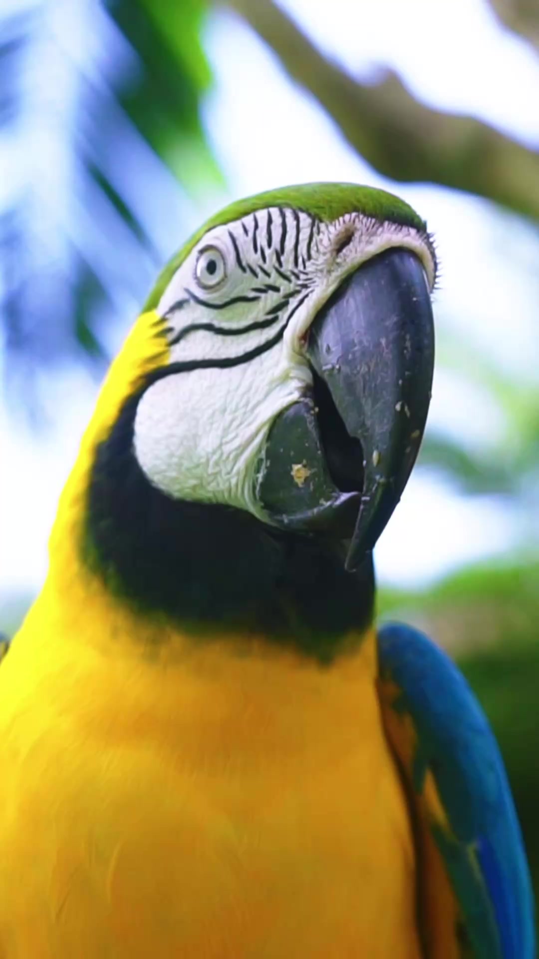 @Learn Parrots
