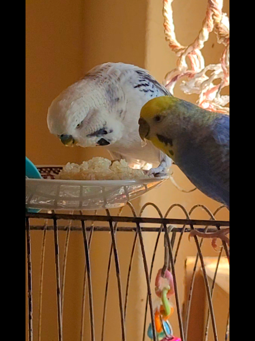 @Taha the Budgie