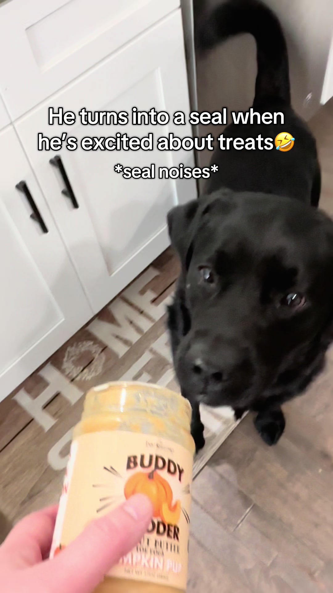 @Gunner the Good Boy Black Lab