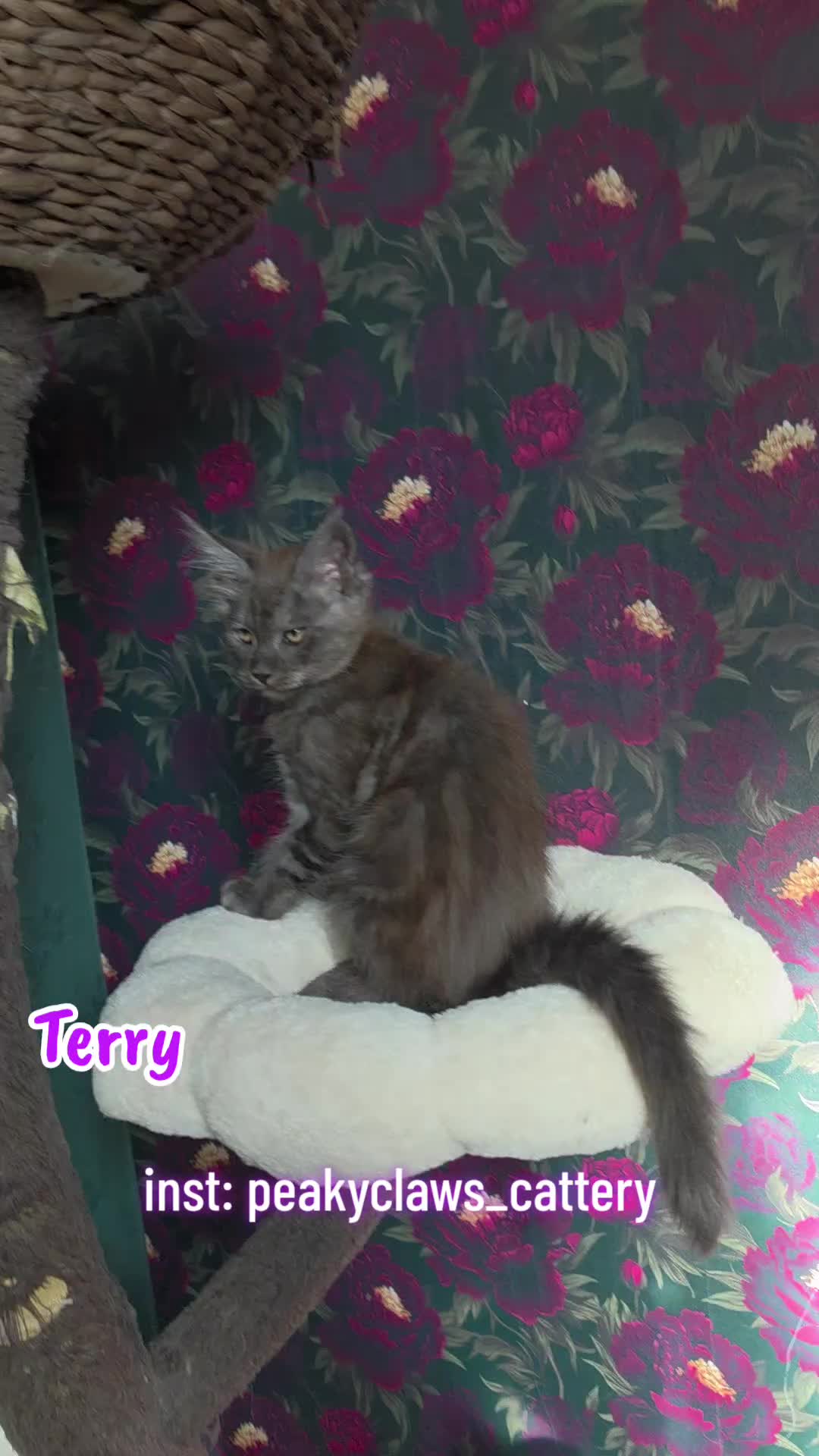@Peaky Claws Cattery