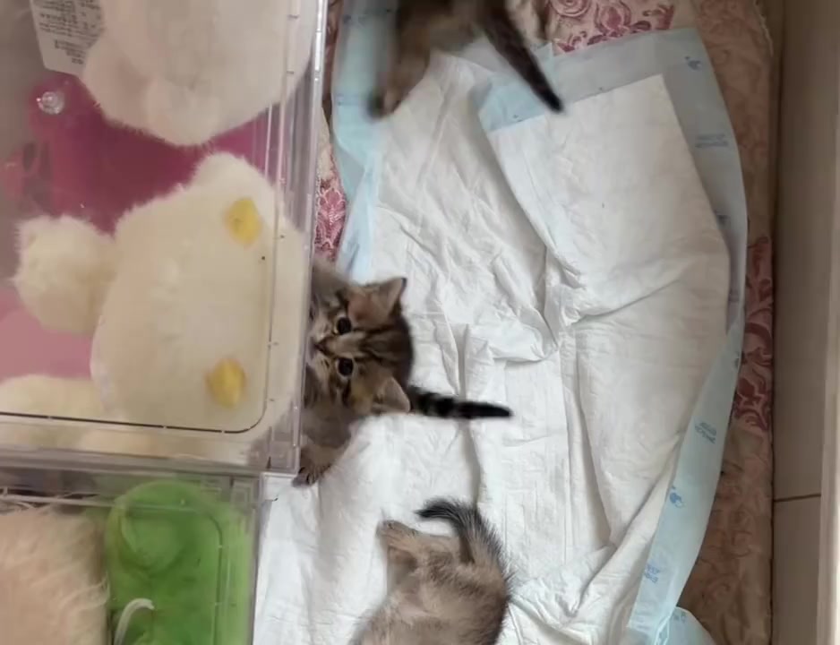 @catbosssss