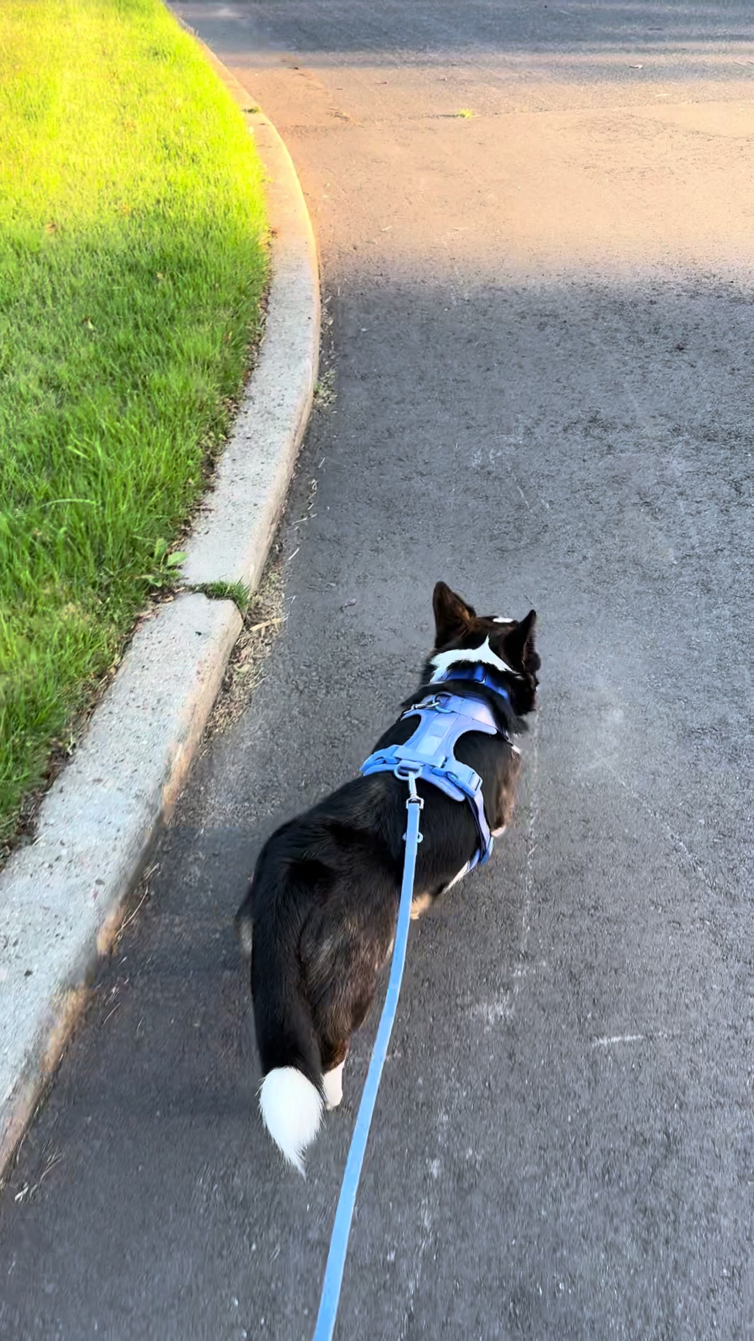 @South Jersey Corgi Rescue