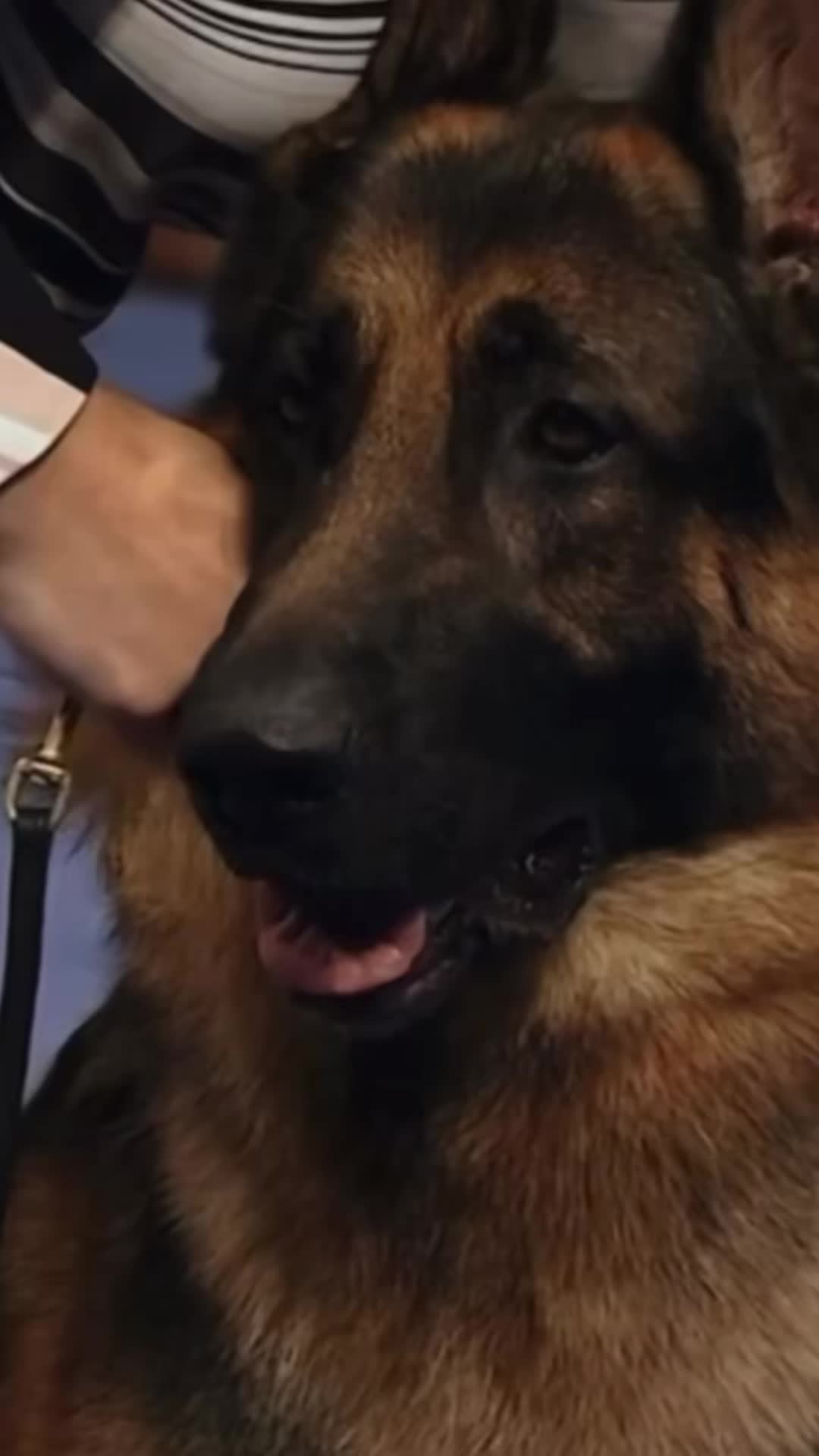 @germanshepherdfan01