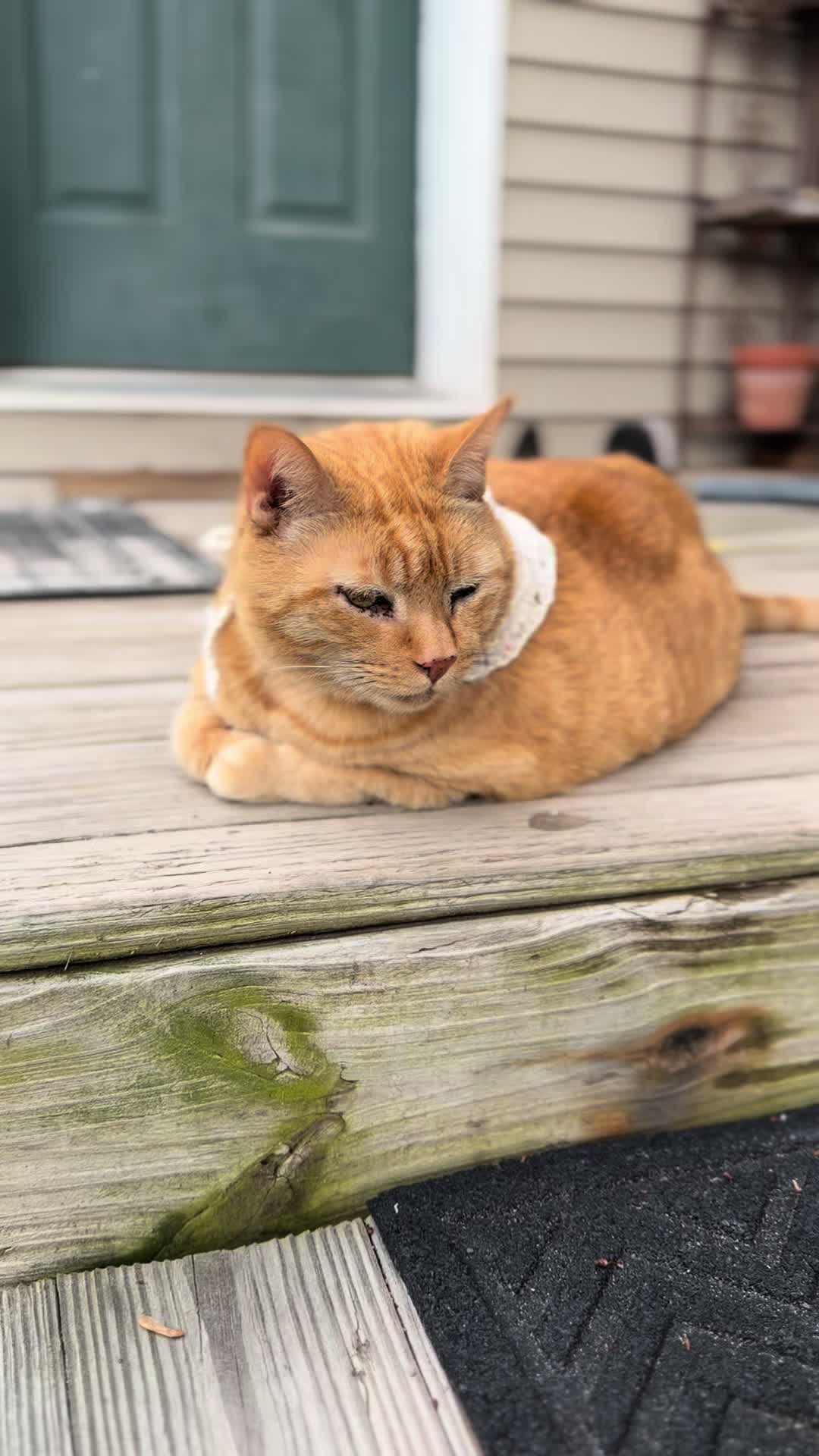 @POLLITO CAT