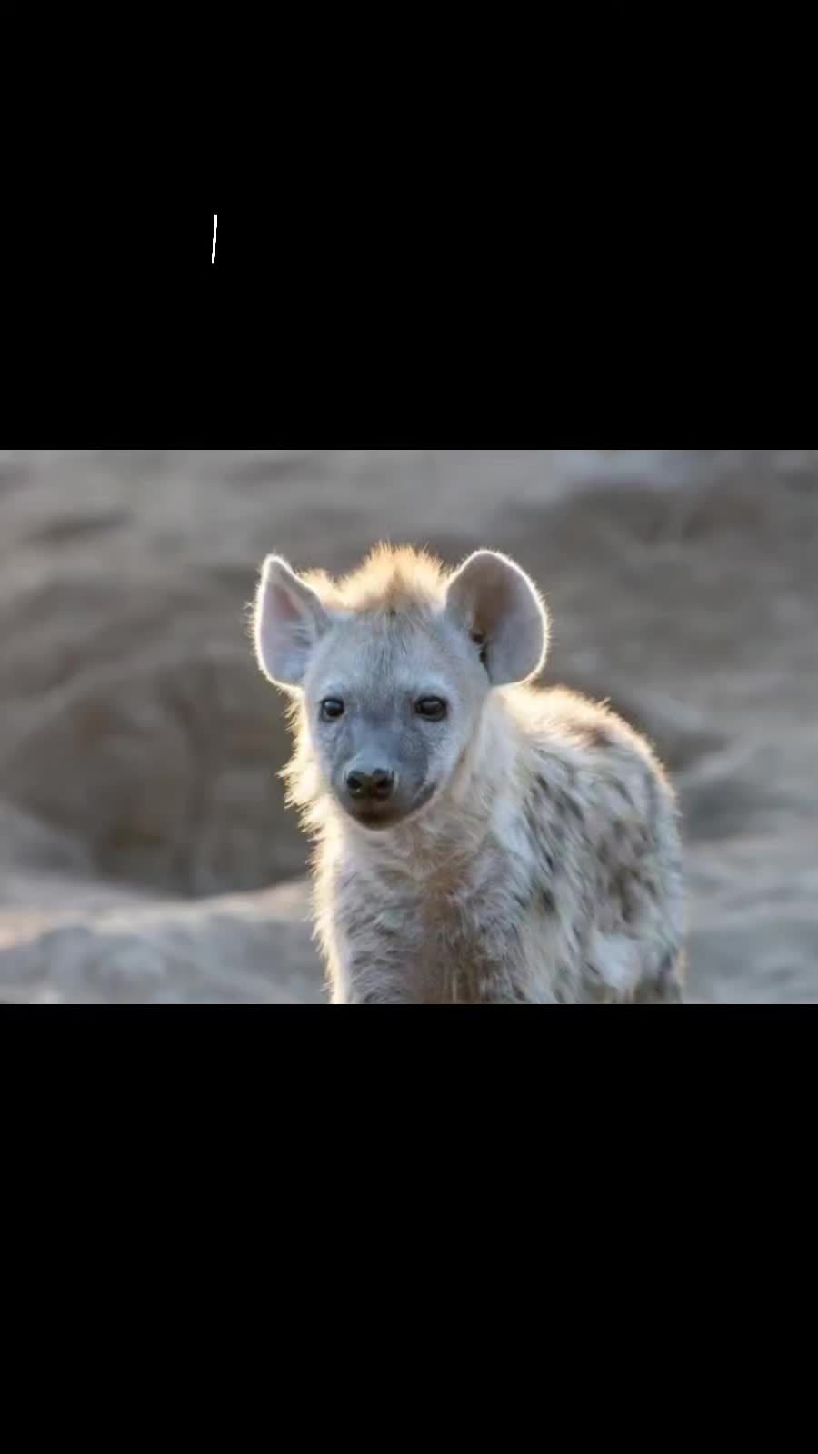 @AbrahamTheHyena✝️