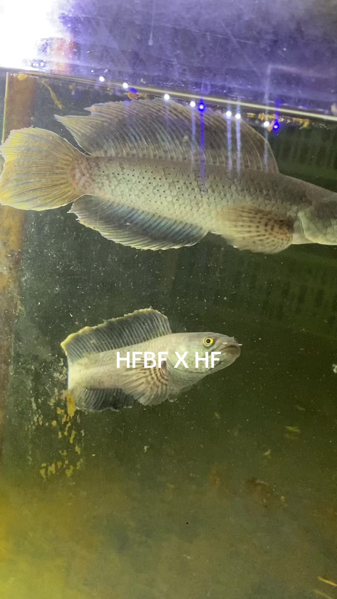 @RAP_Fish