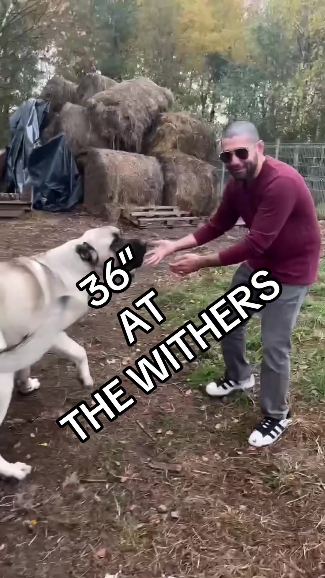 @Ultimate Puppies