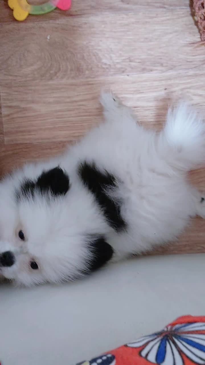 @Миша🐶 Стеша😺 Дуня🐭
