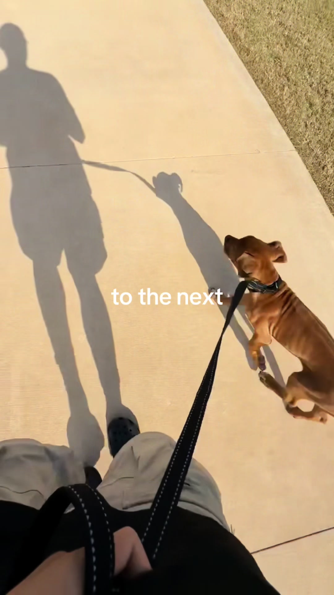@roverfromthearea