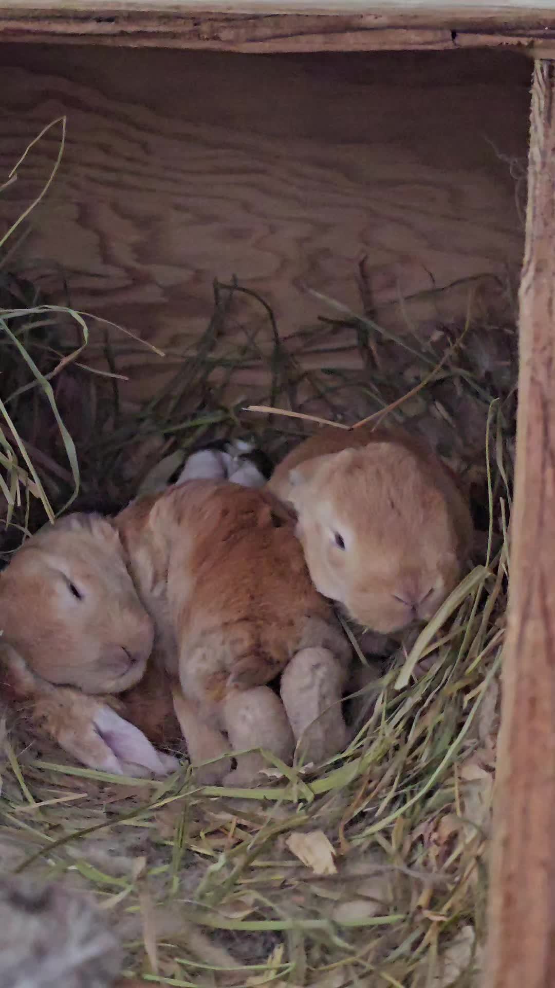 @Darling Rabbitry