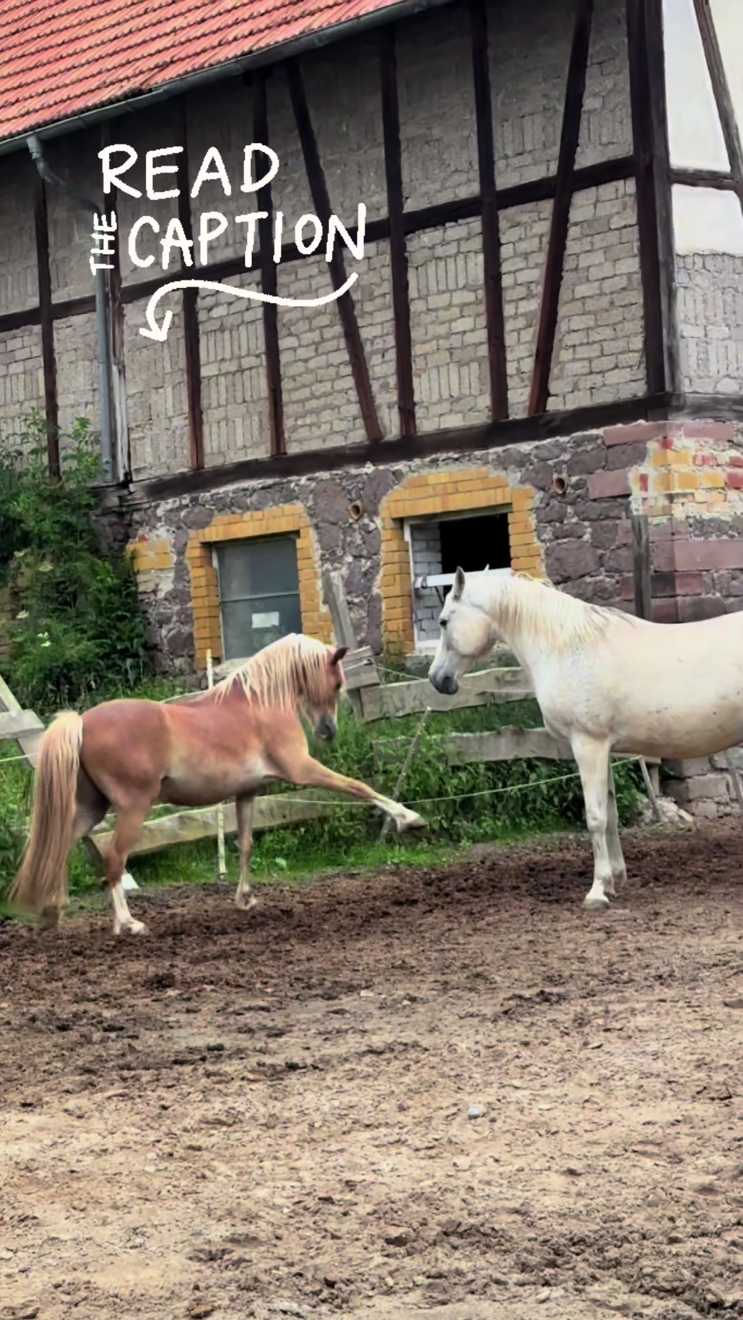 @iupala_horses