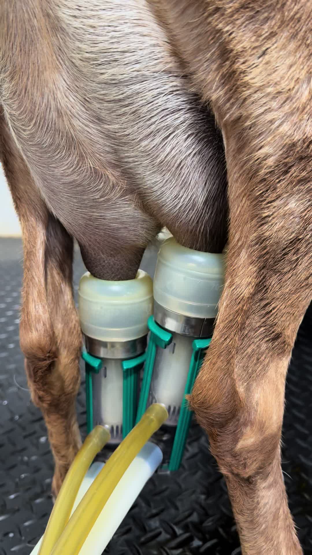 @Goat Daddy's