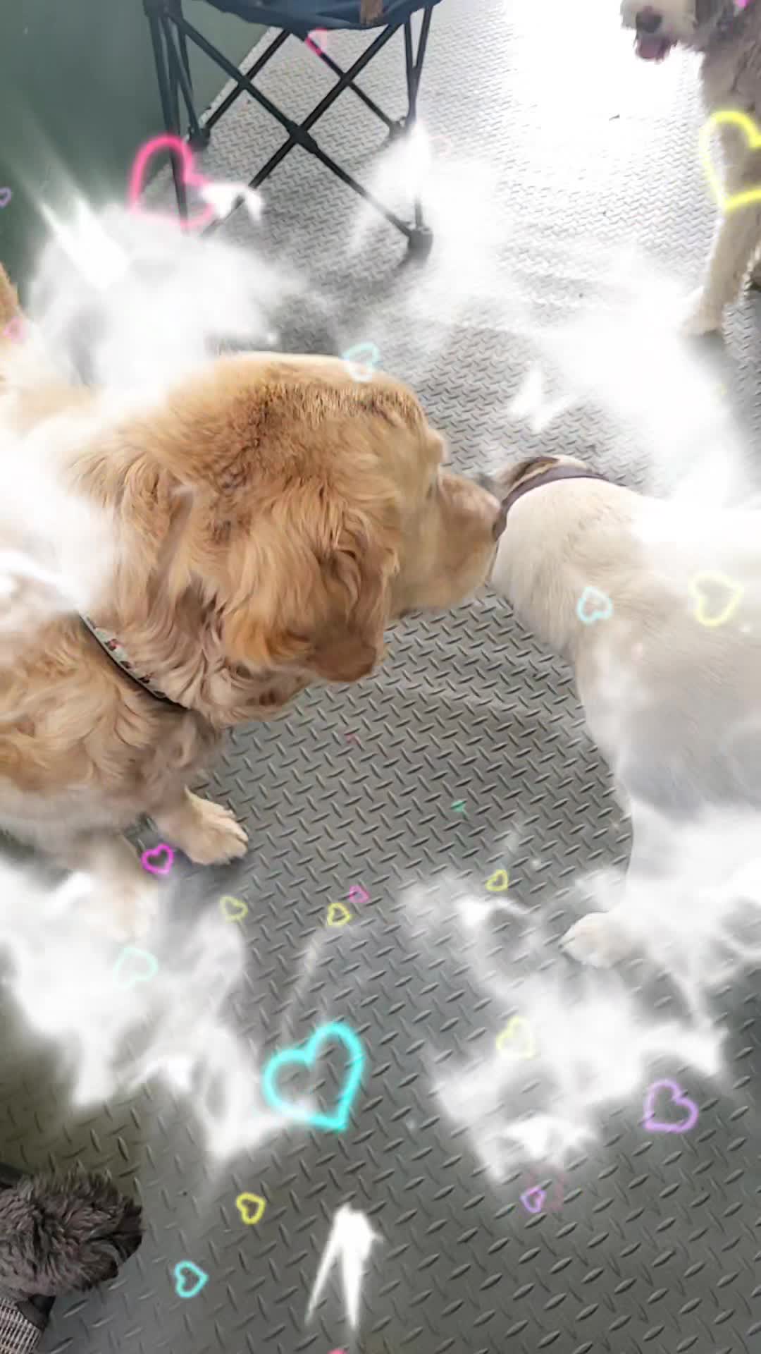 @Magicdogland.com