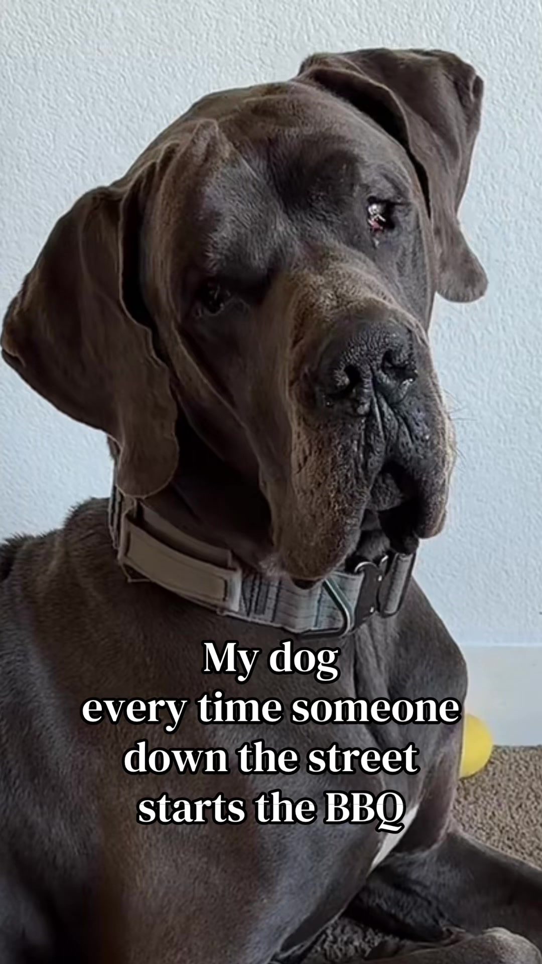 @GUNNER | Great Dane