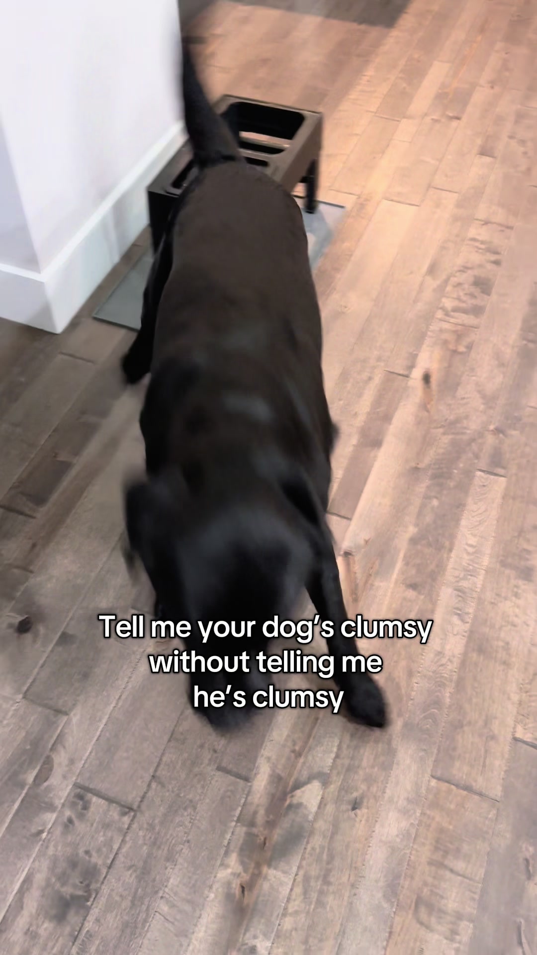 @Gunner the Good Boy Black Lab