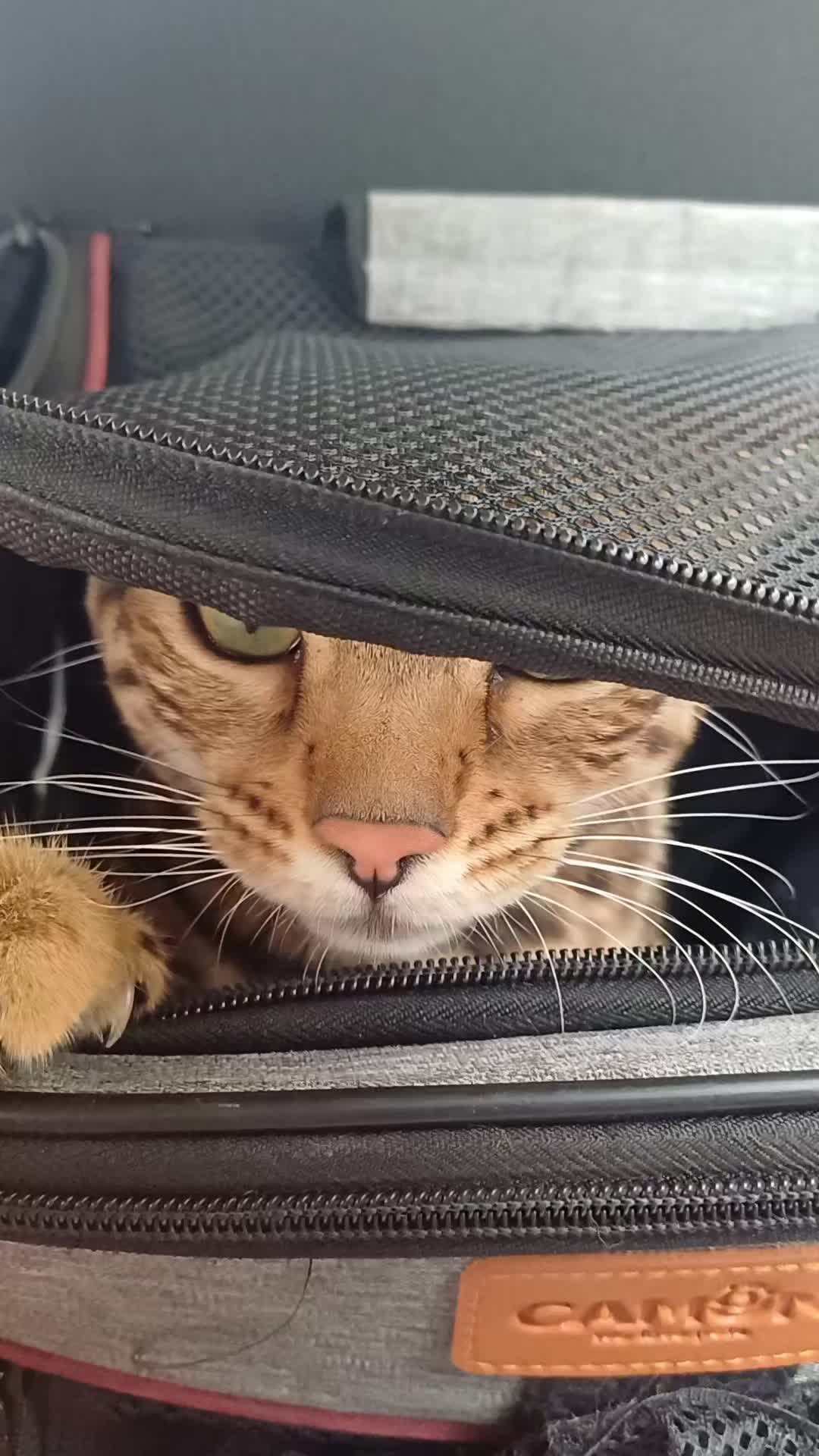 @Rio.supercat